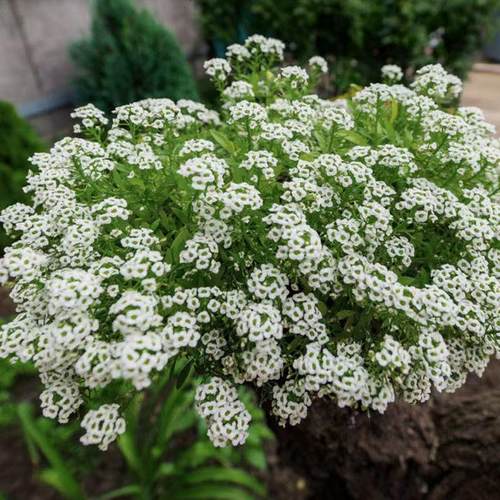 小园丁的夏日时光 白色香雪球 好养庭院阳台盆栽花卉植物