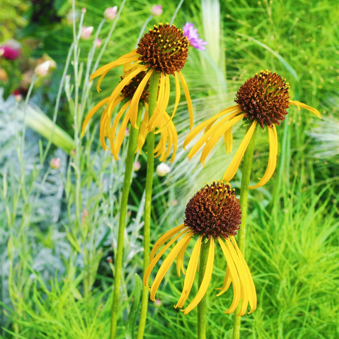 黄色松果菊夏威夷宿根花园植物