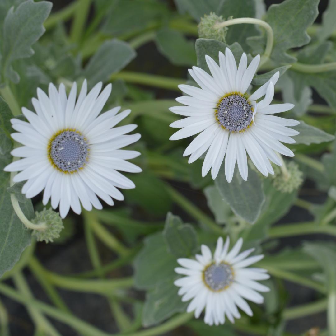 小园丁的夏日时光 非洲雏菊 淡蓝芯白花 阳台盆栽花卉花园植物