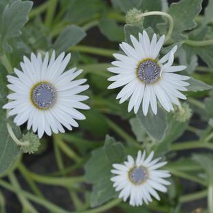 淡蓝芯白花 非洲雏菊 阳台盆栽花卉花园植物 夏日时光 小园丁