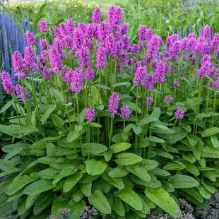 小园丁 耐寒耐热庭院花园线性宿根植物盆栽苗 夏日时光 药水苏