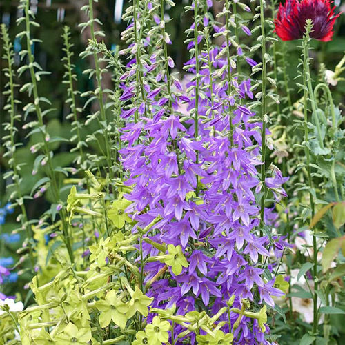 小园丁的夏日时光 轮状风铃草 耐寒好养多年生植物花园花卉盆栽苗