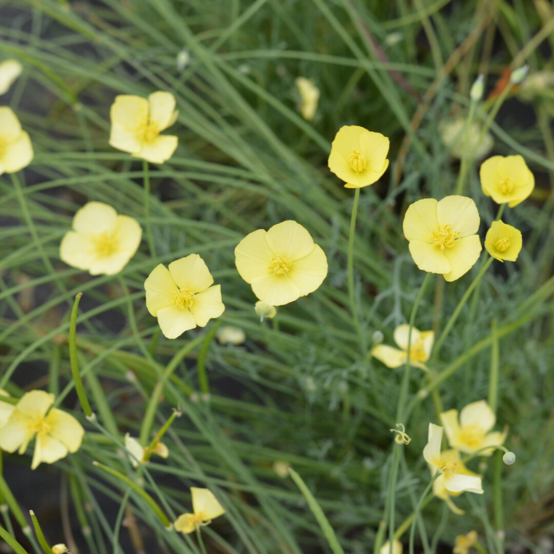 小园丁的夏日时光 丛生花菱草 小黄鸭 阳台盆栽花卉岩石花园植物