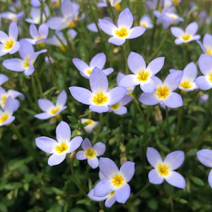 小园丁的夏日时光 北美耳草 阳台小清新盆栽好养花卉花期长