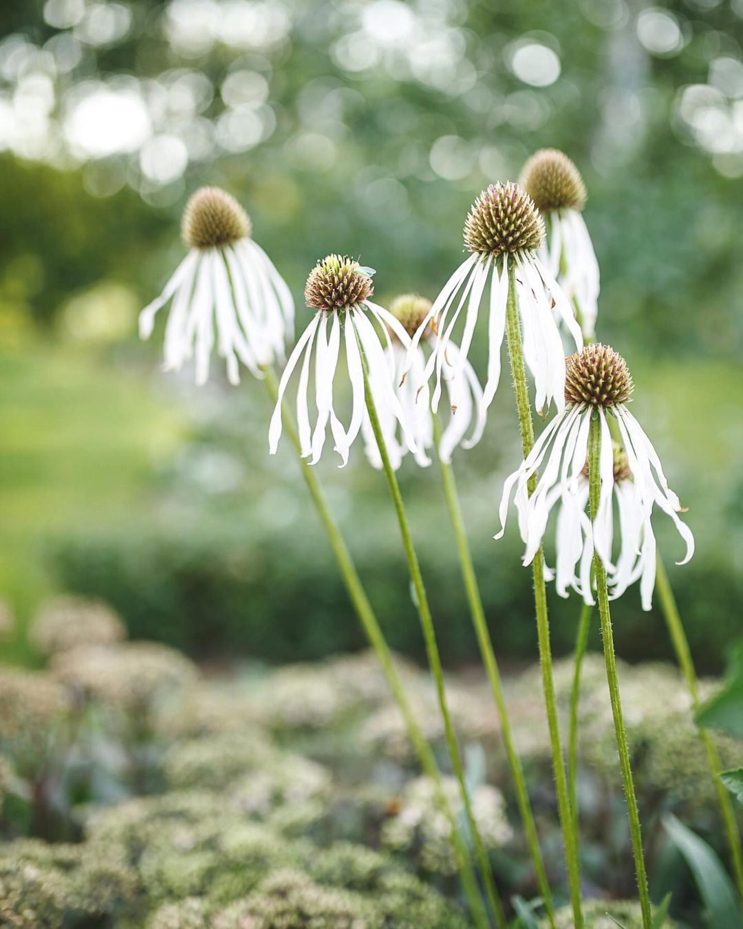 小园丁的夏日时光 苍白松果菊 白色耐热庭院花园宿根植物盆栽花卉