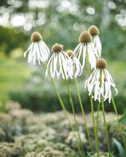 小园丁 白色耐热庭院花园宿根植物盆栽花卉 夏日时光 苍白松果菊