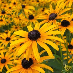 宿根金光菊 开花花园植物盆栽苗 金色风暴 耐热耐寒皮实好养夏季