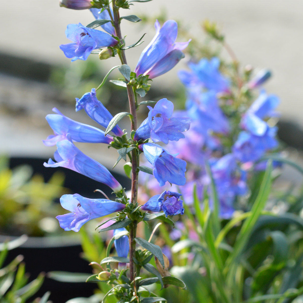 小园丁的夏日时光 异叶 宫灯钓钟柳 电蓝色 耐热花园植物盆栽花卉