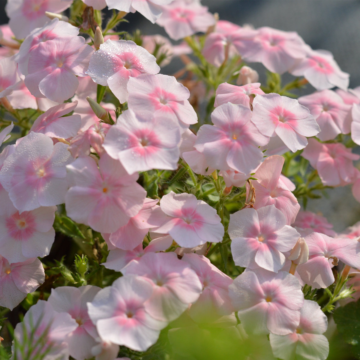 小园丁的夏日时光 福禄考 情书 粉色 好养爆花阳台盆栽花卉植物