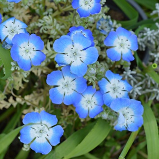 小园丁的夏日时光 银叶喜林草 蓝色紫色庭院阳台春季开花植物盆栽