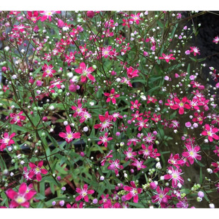 小园丁的夏日时光  满天星 胭脂色 考文特花园 好养花量大盆栽苗