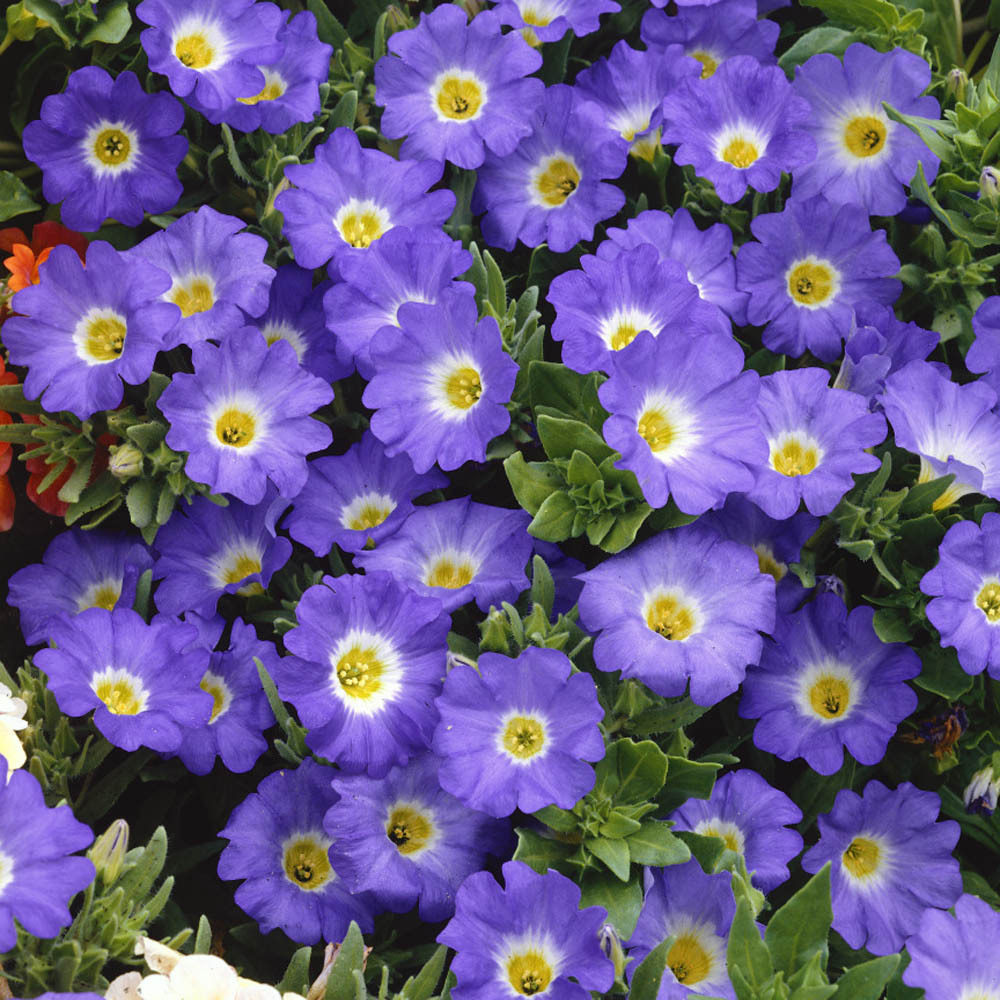 小园丁的夏日时光智利蓝鸟奇异假茄超级耐寒耐旱新手好养盆栽苗,鲜花速递/花卉仿真/绿植园艺,时令草本花卉,淘宝优惠券,粉丝福利购,淘宝优惠卷