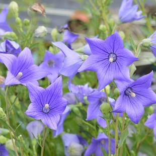 小园丁 耐寒好养盆栽切花植物宿根花园花卉 夏日时光 中华桔梗