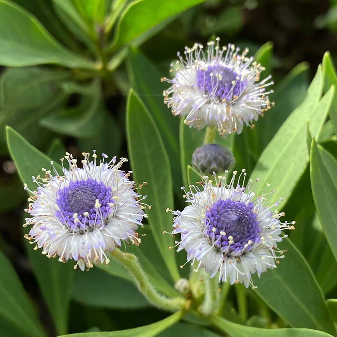 小园丁的夏日时光 地团花 多年生耐寒奇趣可爱阳台盆栽植物
