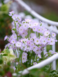 小园丁的夏日时光 陕西羽叶报春 春季开花好养阳台盆栽植物花卉