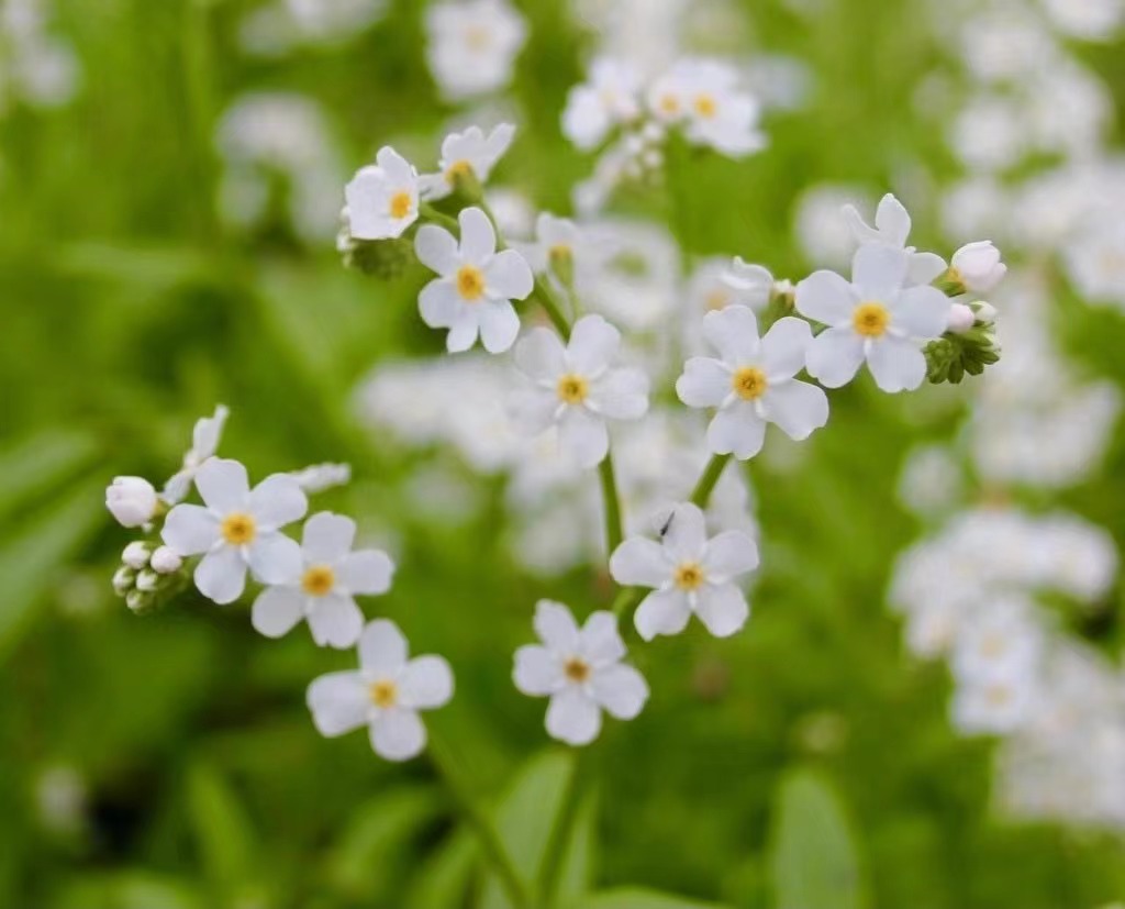 小园丁的夏日时光 切花勿忘我 蓝色 白色 花园植物阳台花卉盆栽苗