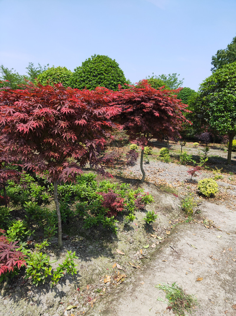 红枫树苗中国红枫苗美国红枫三季红日本红红舞姬红枫盆栽庭院种植