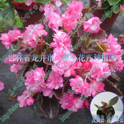 花卉盆栽绿叶重瓣四季海棠