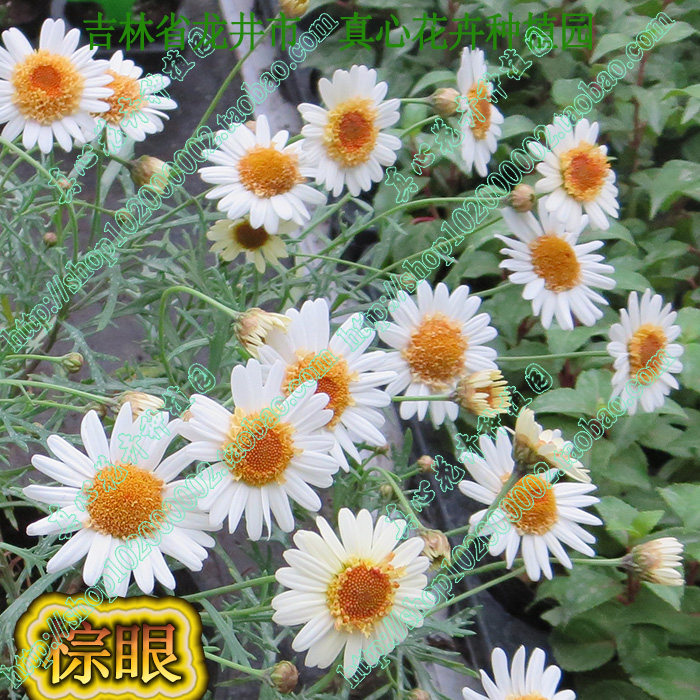 真心花卉 多年生 雏菊 玛格丽特苗 糖果玛【棕眼】 营养钵苗