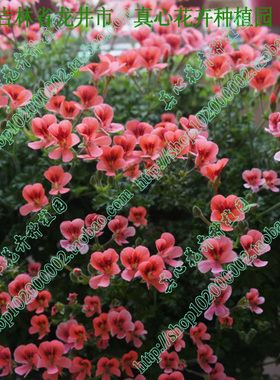 真心花卉 盆栽阳台 庭院当年开花天竺葵 天使之眼  橙色 营养钵苗