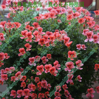 庭院当年开花橙色营养钵天竺葵
