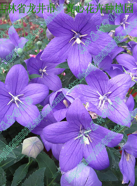 真心花卉 多年生 进口日本坂田 洋桔梗五星系列 蓝色 营养钵苗