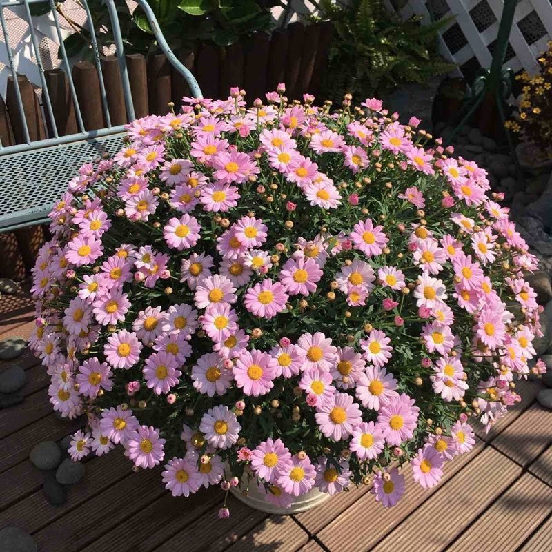 真心花卉 多年生庭院阳台 盆栽雏菊 玛格丽特苗 糖果玛【婴儿粉】