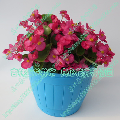 真心花卉海棠四季玫红色