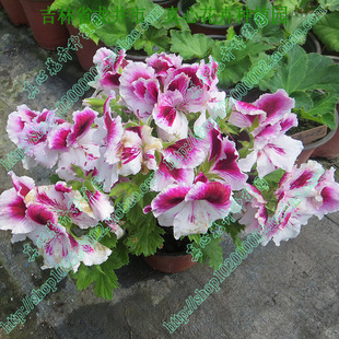 真心花卉精品盆栽四季花卉洋蝴蝶 胡蝶梅 大花天竺葵苗 浅粉苗