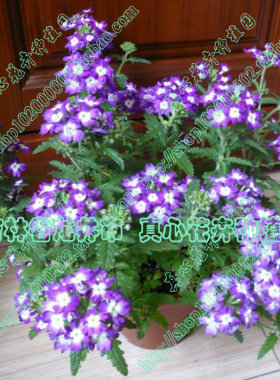 真心花卉 进口盆栽多年生耐热耐寒美女樱花苗 紫色白心 营养钵苗