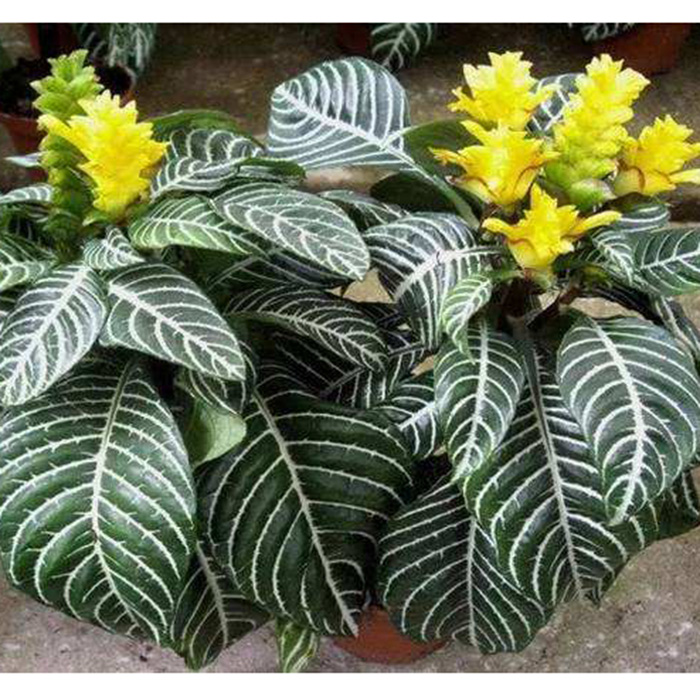 真心花卉 阳台庭院绿植盆栽【斑马花】花叶银脉单药花 营养钵苗