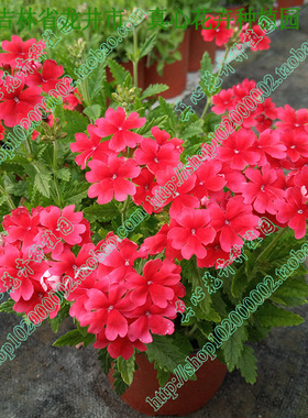 真心花卉 进口盆栽多年生耐热耐寒-美女樱-托斯卡纳红色-花苗