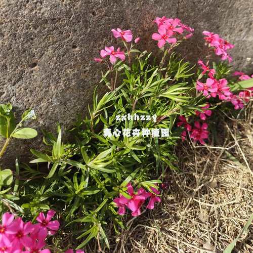 真心花卉 多年生宿根 易活庭院耐寒地被植物 丛生福禄考 芝樱花苗