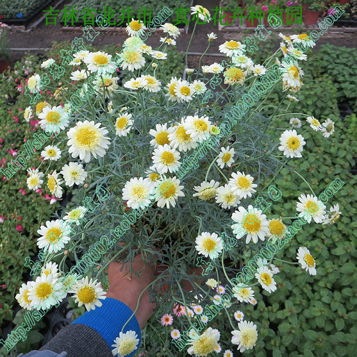 真心花卉 多年生盆栽 雏菊 玛格丽特 糖果玛【黄绿半重】营养钵苗
