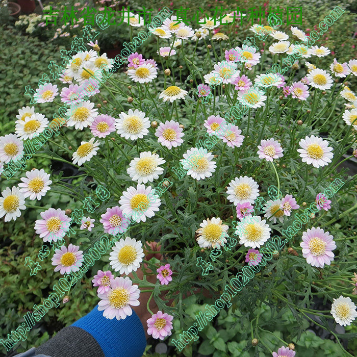 真心花卉 多年生盆栽花卉 雏菊 玛格丽特 糖果玛 【粉7】营养钵苗