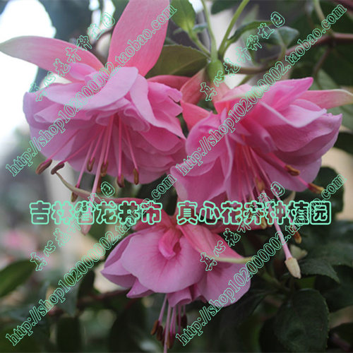 盆栽海棠重瓣粉玫瑰花苗倒挂金钟