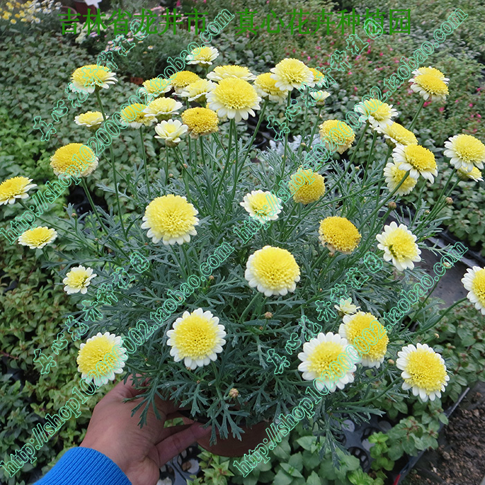 真心花卉 多年生盆栽花卉 雏菊 玛格丽特 糖果玛 黄绣球 营养钵苗