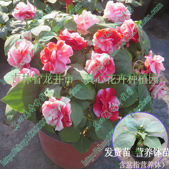 草本花卉美观阳台四季非洲重瓣