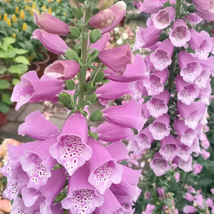 真心花卉 毛地黄洋地黄花苗 耐寒耐阴 多年生庭院花境必入 花期长
