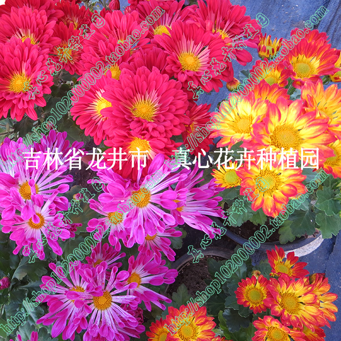 真心花卉进口菊花 多年生 北京夏菊风车菊 季节颜色变化 营养钵苗 鲜花速递/花卉仿真/绿植园艺 时令草本花卉 原图主图