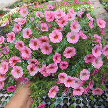 真心花卉盆栽花卉 舞春花 多年生花期长百万小玲【波斯菊粉】苗