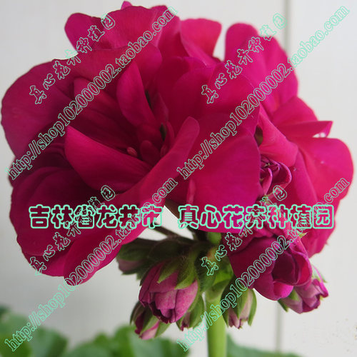 真心花卉盆栽花卉天竺葵苗【半重瓣紫罗兰色】花期长营养钵苗