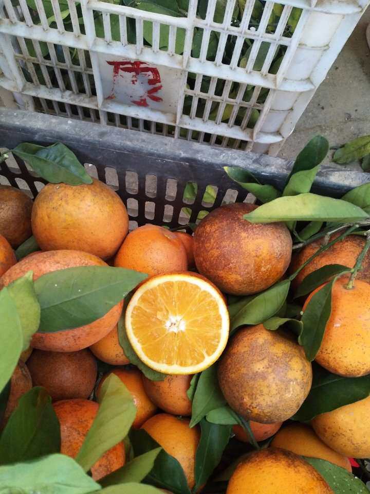正宗赣南脐橙农家橙子丑橙榨汁花皮果斑点果新鲜现摘顺丰包邮