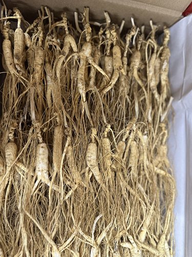 10年到30年单枝包装林下籽移山参