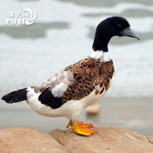 仿真羽毛鸭子绿头鸭秋沙鸭摆件橱窗装饰摄影道具教学工艺动物模型