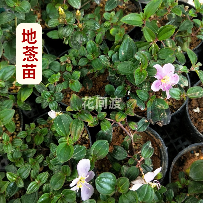 福建地捻草地菍苗山地菍铺地锦地石榴矮脚地菍地樱子地茄地稔盆栽