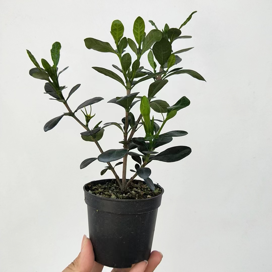 圆叶车轮潮珠栀子花单瓣勤花挂果好养桌面阳台趣味小型绿植盆栽