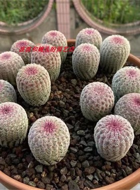 实生红太阳仙人球室内防辐射美观稀有开大花易养活红色仙人掌盆栽