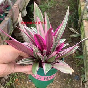 紫露兰盆栽花卉植物好养护室内办公桌面喜光晒会变色耐干旱好养护