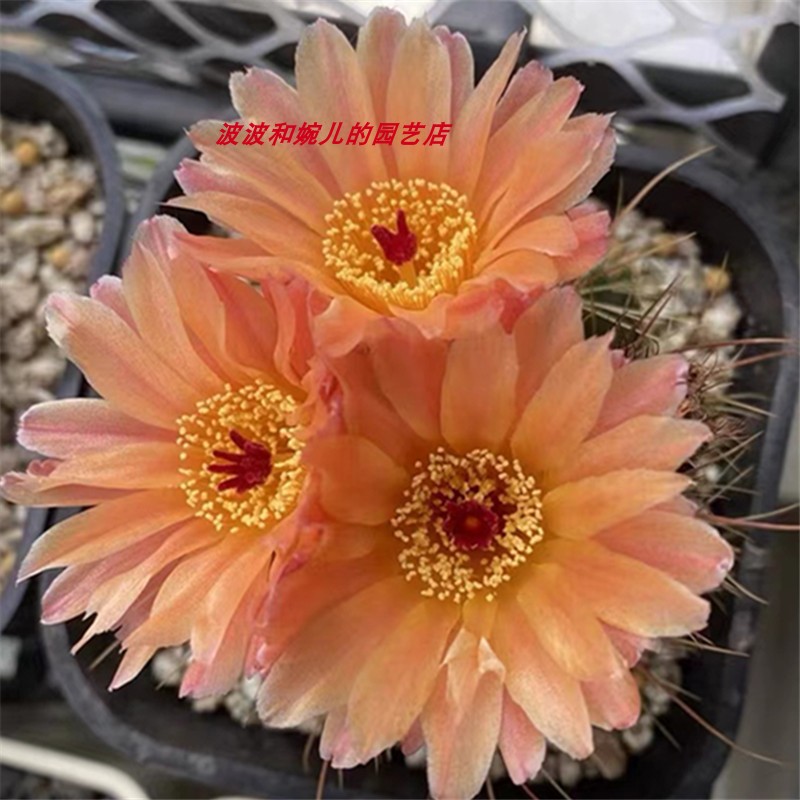 实生橙花青王丸仙人球多肉植物